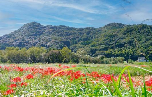 彼岸花の咲く風景 彼岸花の咲く風景の写真
