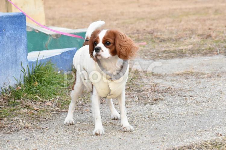 風を感じる犬 キャバリア,犬,冬の写真素材