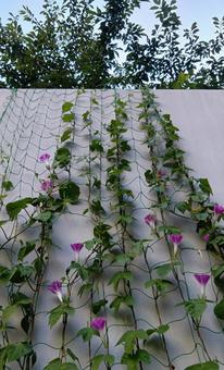 空に向かって伸びる朝顔 空に向かって伸びる朝顔 花,朝顔,夏の花の写真素材