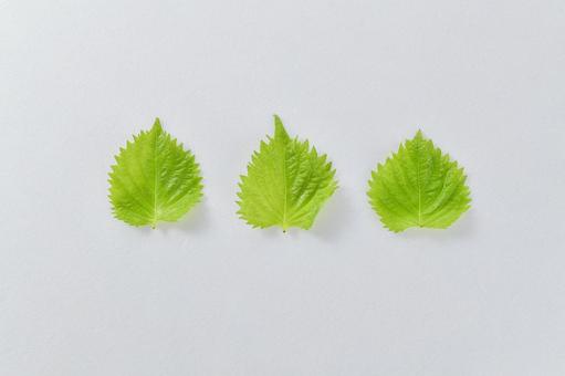 フレッシュな大葉/青じそのイメージ素材 フレッシュな大葉/青じそのイメージ素材 大葉,青じそ,しその写真素材