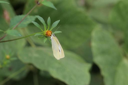 蕾に止まるモンシロチョウ モンシロチョウ,蕾,花の写真素材