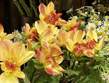 ダリア　彩の国 ダリア,彩の国,黄色の写真素材