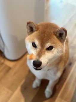 おやつが飛んできた瞬間の柴犬 おやつが飛んできた瞬間の柴犬の写真