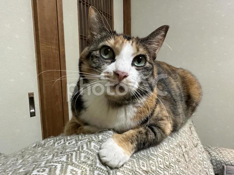 疑いの眼差し猫 猫,ねこ,ネコの写真素材