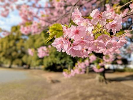 公園に佇む河津桜 公園に佇む河津桜の写真