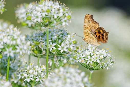 ニラの花に留まるキタテハの夏型 ニラの花に留まるキタテハの夏型 キタテハ,黄立羽,夏型の写真素材