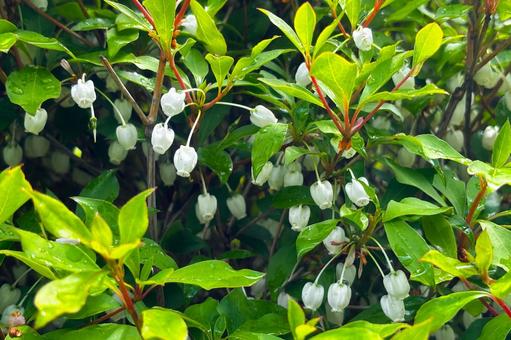 Enkianthus campanulatus after the rain 1, JPG