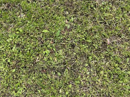 草 草,テクスチャ,背景素材の写真素材