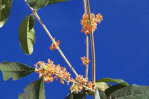 キンモクセイの花 花木,金木犀,クローズアップの写真素材