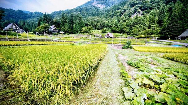 あぜ道 あぜ道の写真