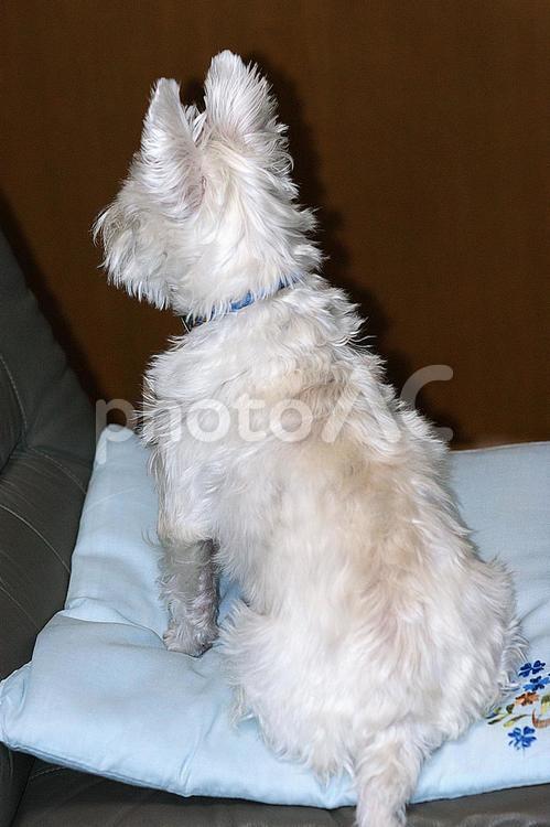 ホワイトテリア　チビタ　37　後ろ姿 ホワイトテリア,愛犬,ペットの写真素材