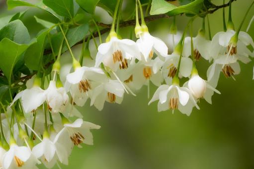 Photo, spring, flower, white, 
