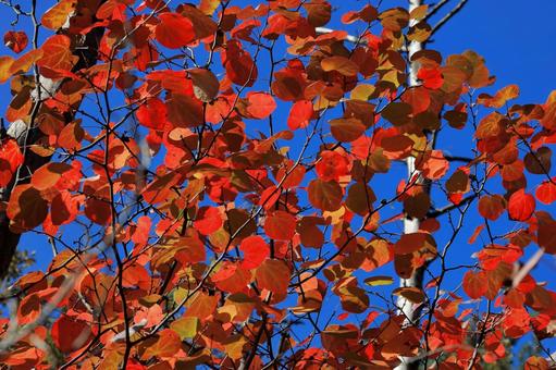 ベニマンサク-9 ベニマンサク-9 ベニマンサク,紅葉,青空の写真素材