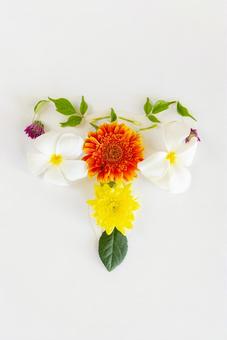 植物でできた子宮 生理,月経,子宮の写真素材