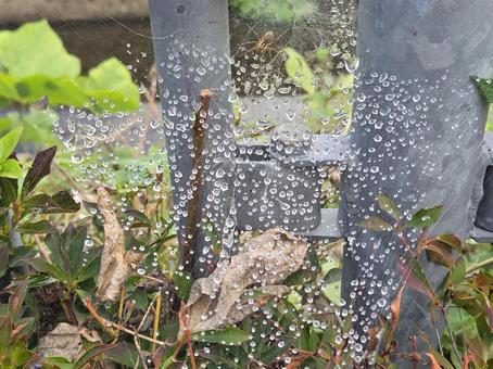 雨上がりのクモの巣 雨上がりのクモの巣の写真