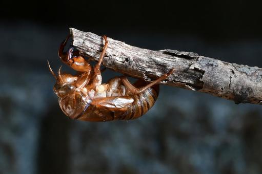 逆さまに残るセミの抜け殻 逆さまに残るセミの抜け殻 セミ,蝉,抜け殻の写真素材