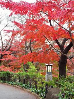 紅葉 紅葉 紅葉,木,葉の写真素材