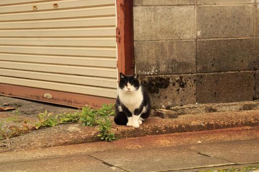 猫とシャッター 猫,野良猫,地域猫の写真素材