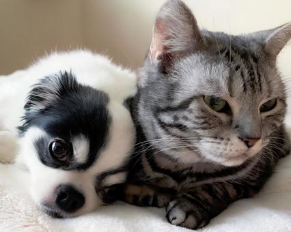 チワワとアメショ_8 チワワとアメショ_8 チワワ,アメリカンショートヘア,犬の写真素材