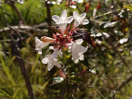 Photo, flower, small, pink, 