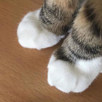 猫 猫,ねこ,猫の足の写真素材