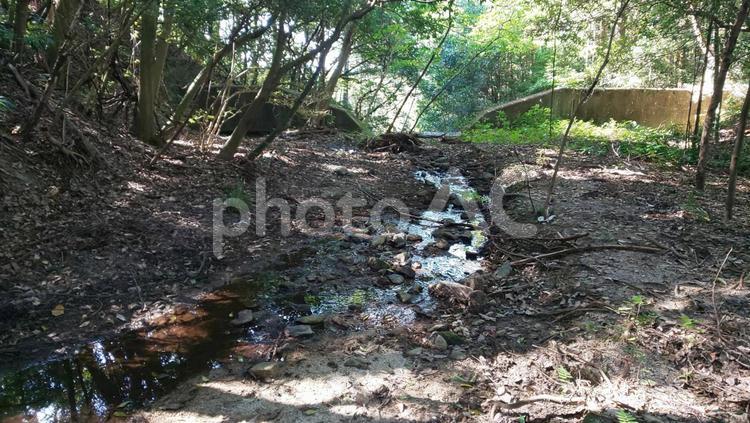森林の中の水面 神社,敷地,歴史の写真素材