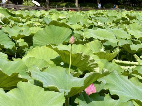 開花直前の不忍池の蓮 開花直前の不忍池の蓮 蓮,ハス,上野の写真素材