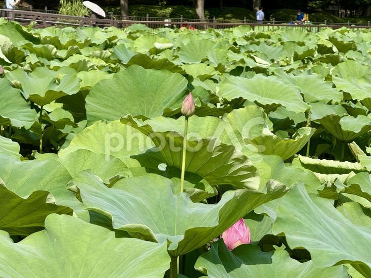 開花直前の不忍池の蓮 葉っぱ,夏空,梅雨明けの写真素材