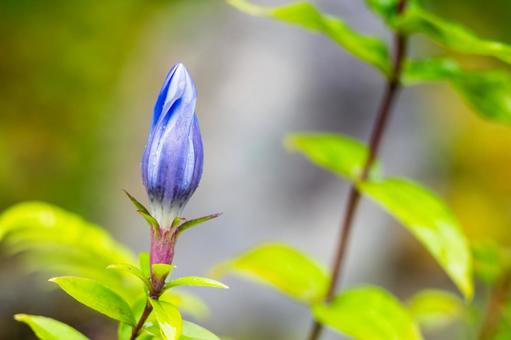 リンドウの蕾⑵ リンドウの蕾⑵の写真