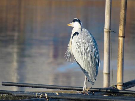 水辺に佇むアオサギ 水辺に佇むアオサギ アオサギ,野鳥,鳥の写真素材