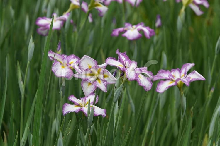 ハナショウブ（花菖蒲：長生殿） ハナショウブ,花菖蒲,長生殿の写真素材