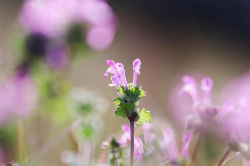 Pink flowers of the henbit flower blooming in a spring field, JPG Pink flowers of the henbit flower blooming in a spring field, JPG