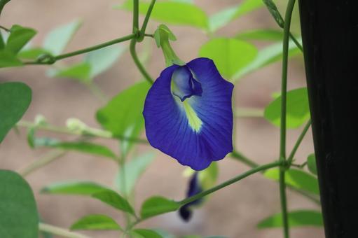 青い花びらのチョウマメの花のアップ 青い花びらのチョウマメの花のアップの写真
