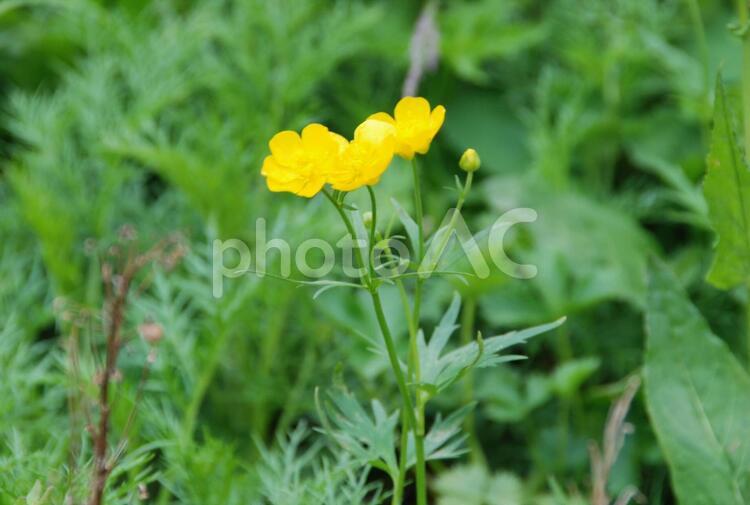 高山植物　シナノキンバイ　中央アルプス駒ヶ岳 シナノキンバイ,駒ヶ岳,高山植物の写真素材