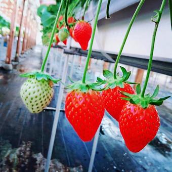 Red strawberry, JPG Red strawberry, JPG