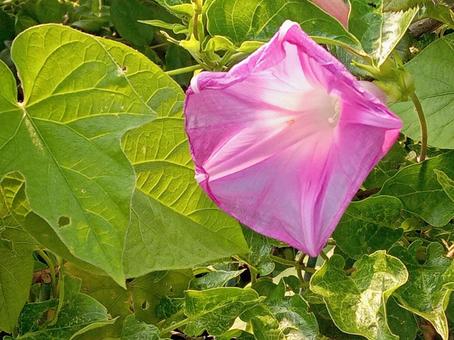 閉じかけの朝顔 閉じかけの朝顔 朝顔,花,アサガオの写真素材