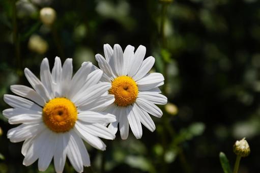庭に咲くノースポール01 ノースポール,カンシロギク,寒白菊の写真素材