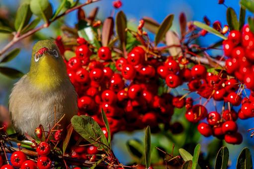 Pyracantha and Japanese white-eye copy space, JPG Pyracantha and Japanese white-eye copy space, JPG