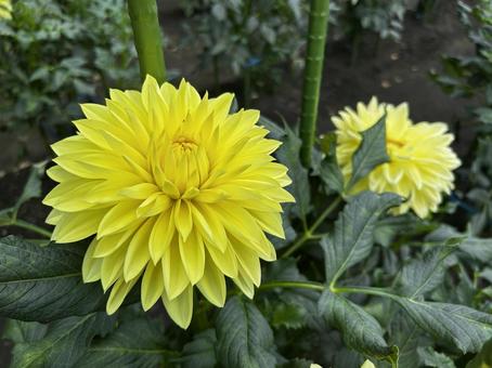 ダリア 黄 ダリア 黄 ダリア,黄色,秋の写真素材