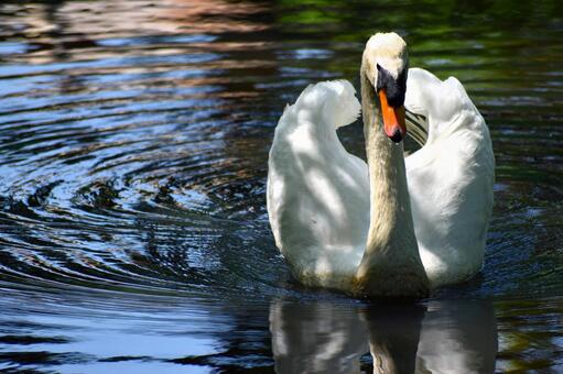 水辺の白鳥 水辺の白鳥の写真