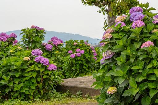 Photo, kaisei hydrangea village, hydrangea, flower, 