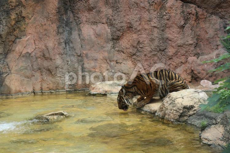 水を飲むトラのいる動物園 水,飲む,トラの写真素材