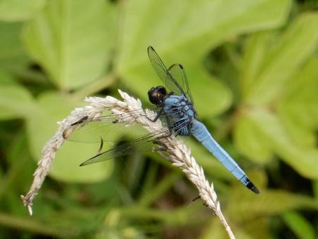 Photo, coconut shell, large salted dragonfly, dragonfly, 