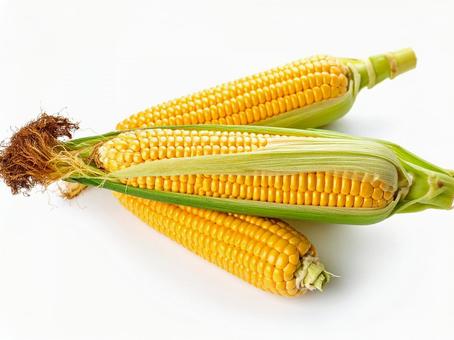 野菜・トウモロコシ 野菜・トウモロコシの写真