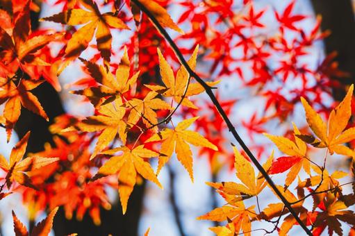 ネーブルパークの紅葉の写真