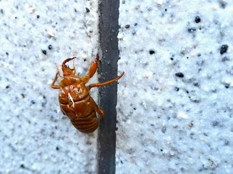 セミの抜け殻 セミの抜け殻の写真