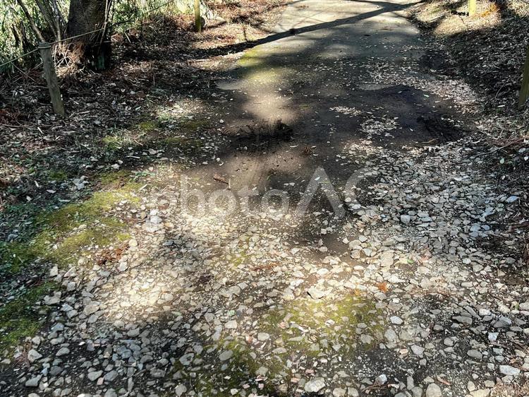 木漏れ日 屋外,風景,自然の写真素材