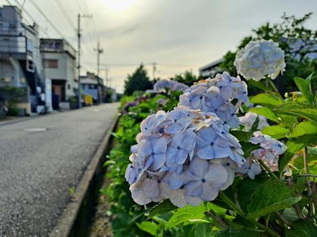 あじさい あじさい,紫陽花,アジサイの写真素材