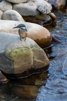 岩の上に立つカワセミ 岩の上に立つカワセミの写真