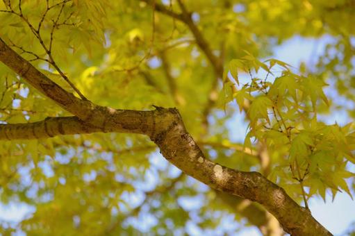イロハモミジの背景の写真